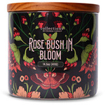 Rose Bush In Bloom